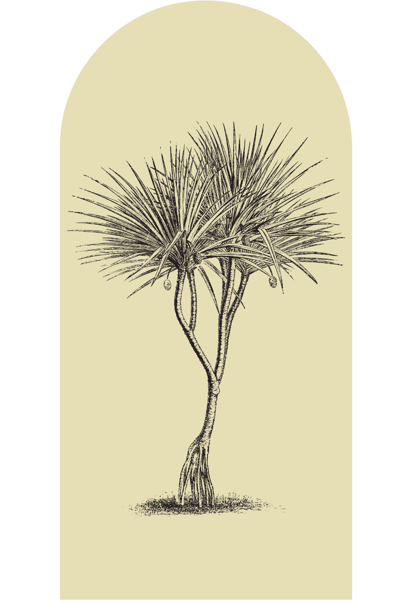 Pandanus High Tide