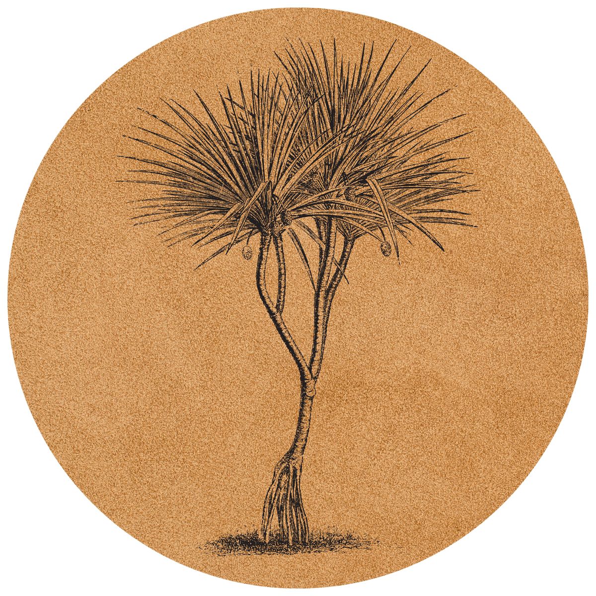 Sand Pandanus