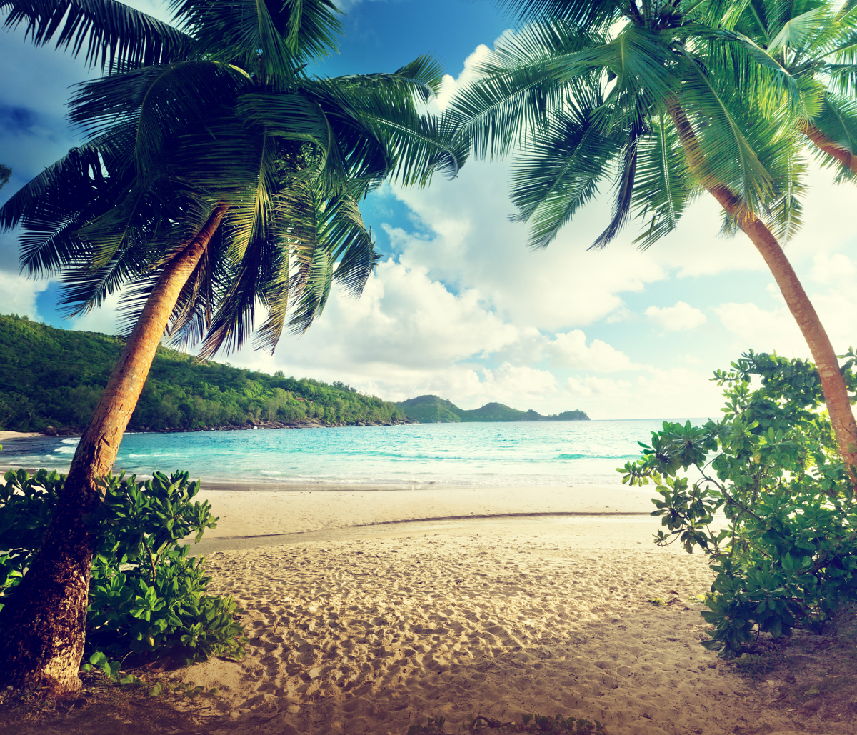 Tropical Illusion