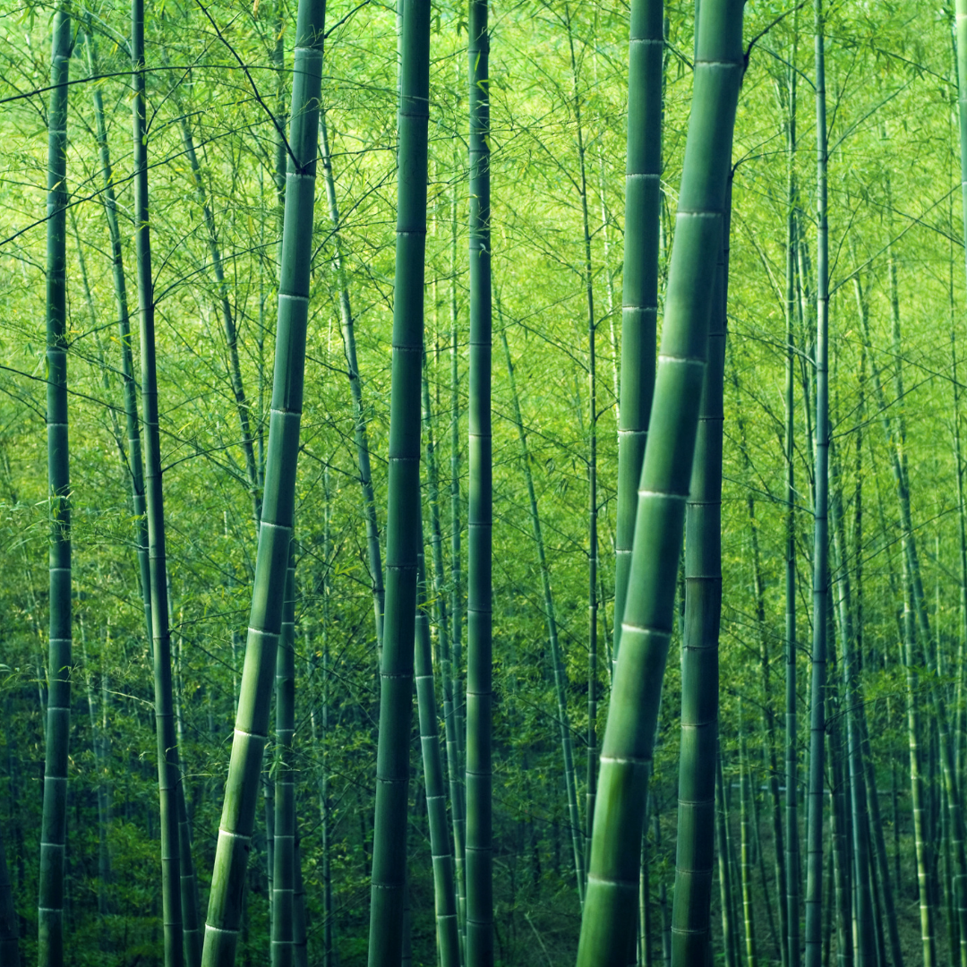 Bamboo Forest