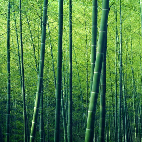 Bamboo Forest